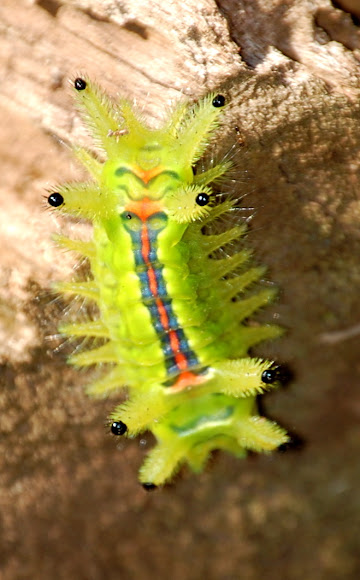 Stinging Slug Moth Caterpillar | Project Noah
