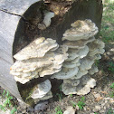Bracket mushroom on tree