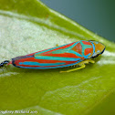 Red-banded leafhopper & ant