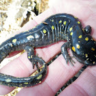 Spotted salamander