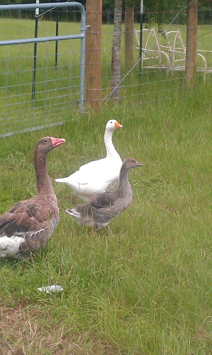 Domestic Geese