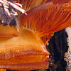 Oyster Fungus