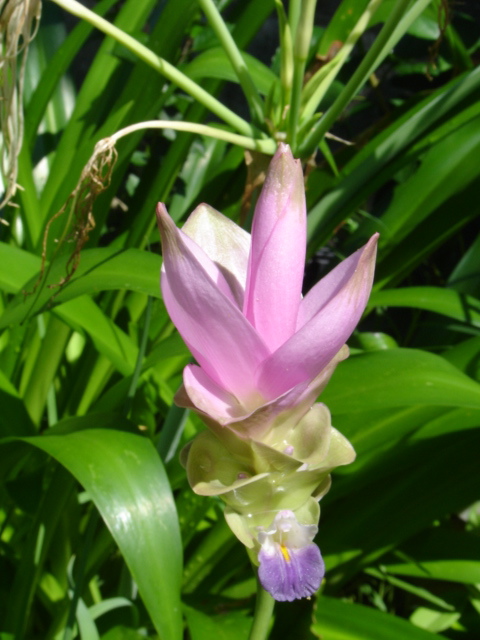 Native Turmeric or Cape York Lily