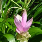 Native Turmeric or Cape York Lily