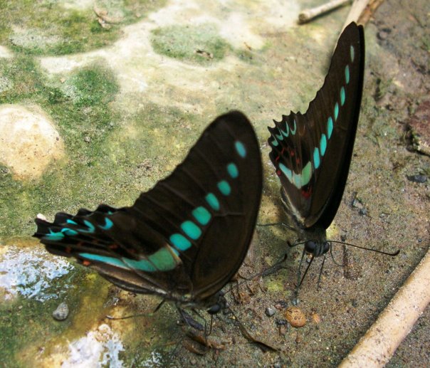 Milon's Swallowtail