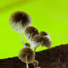 Umbrella mushroom