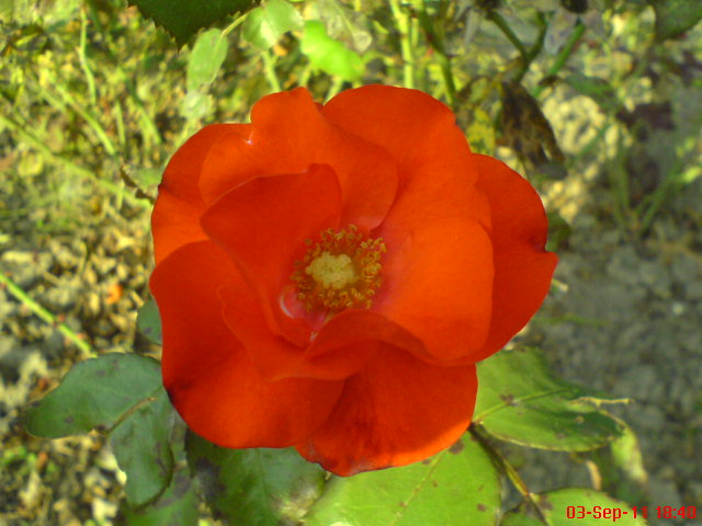 commoan red rose