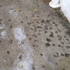 Cat paw prints