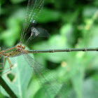 White Tipped Spreadwing