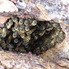 Italian (Common) Honeybee