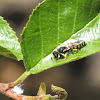 Square-headed wasp (male)