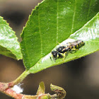 Square-headed wasp (male)