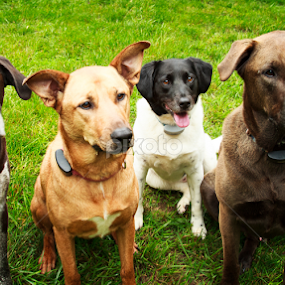 DId Someone Say Treat? by Tonya Sheetz - Animals - Dogs Portraits