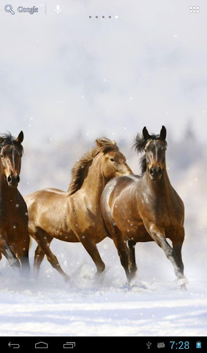 Horses in winter