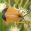 Fernandez's Net-wing Beetle