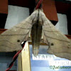 Green Sphinx Moth