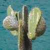 Tuna de Rábida - Rábida prickly pear cactus