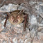 Townsend's big-eared bat