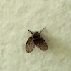 Mothfly