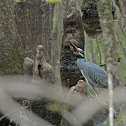 Yellow Crowned Night Heron