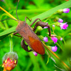 Leaf footed bug squash bug