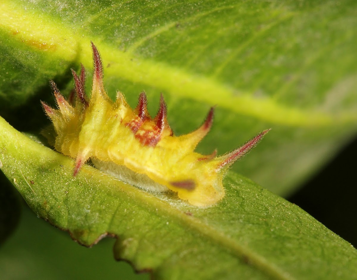 Limacodidae Caterpillar