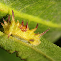 Limacodidae Caterpillar