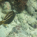 Orangespotted Filefish