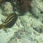 Orangespotted Filefish