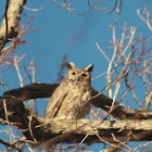 Great Horned Owl