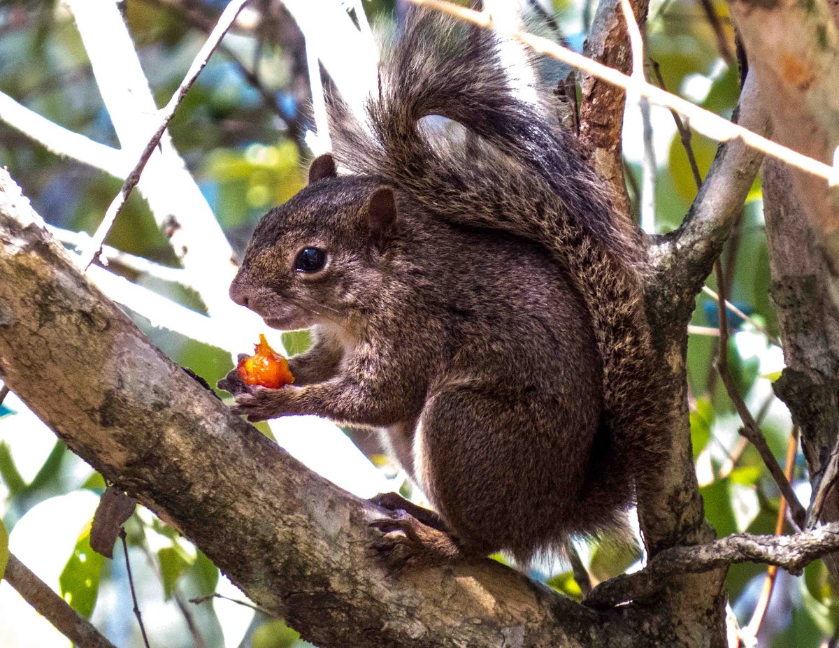 Brazilian Squirrel