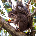 Brazilian Squirrel