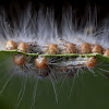 Caterpillars Feeding