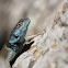 Lagartija espinosa barrada, Emerald Spiny Lizard, Crevice Swift