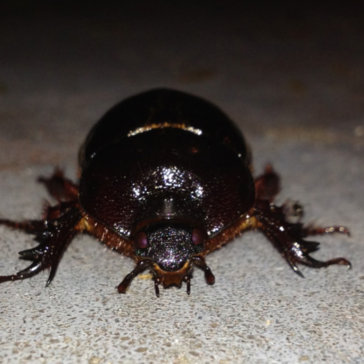 Rhinoceros Beetle