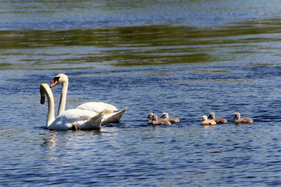 Mute swans and cygnets