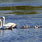 Mute swans and cygnets