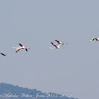 Greater Flamingo; Flamenco