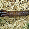 Longicorn Beetle (exuvia)