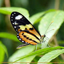 Borboleta-bandeira-espanhola (Sweet-oil Tiger)