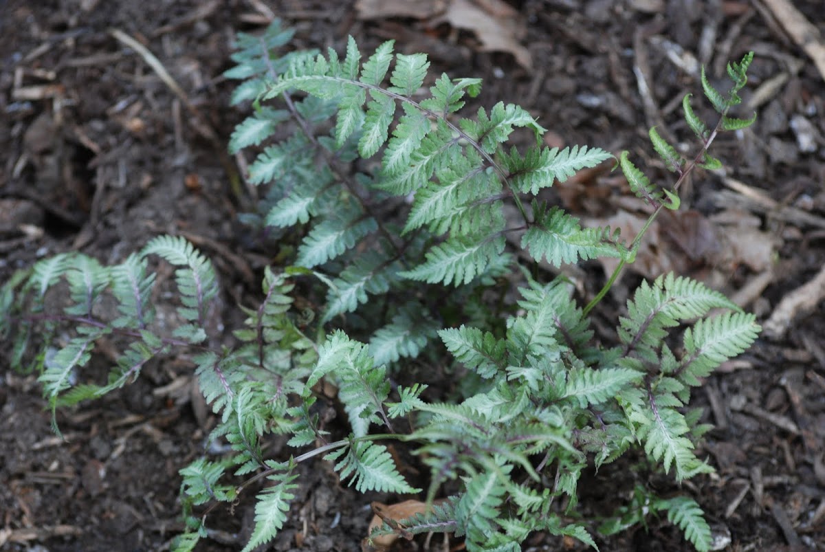 japanese painted fern