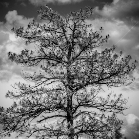 Day #1 of the B&W photo challenge, thank you again Benjamin Tatrow for thinking of me.  I call this one  by Leona St.Louis - Black & White Landscapes