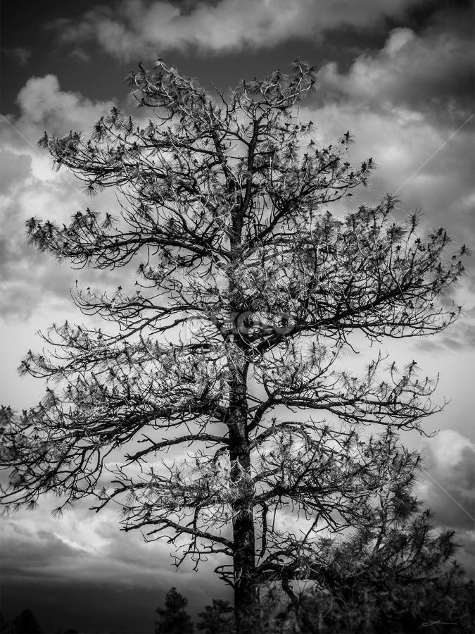 Day #1 of the B&W photo challenge, thank you again Benjamin Tatrow for thinking of me.  I call this one  by Leona St.Louis - Black & White Landscapes