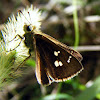 Brown Skipper Butterfly