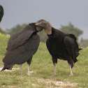 Back Vultures