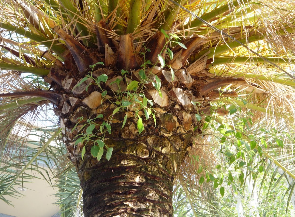 Planta parásita en palmera