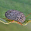 Small shield bug