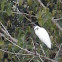 Little egret - Garzetta