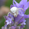 Flower Crab Spider