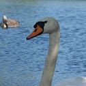 Mute swan